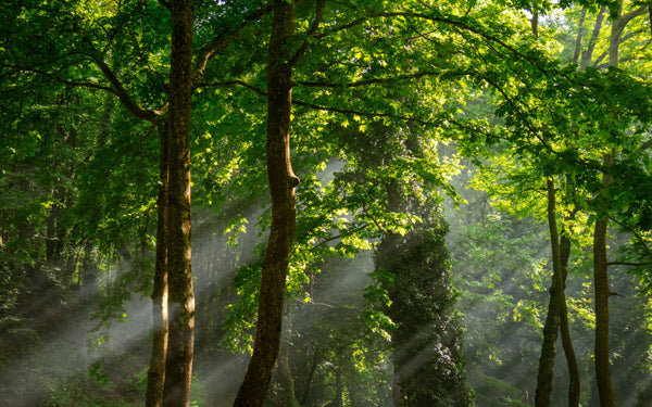 The True Measure of Sustainability